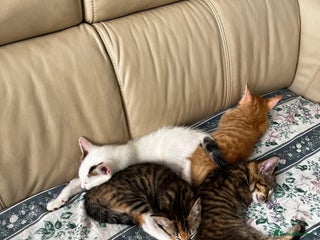 American Shorthair cats - Advert 7