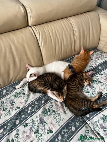 American Shorthair cats - Advert 8