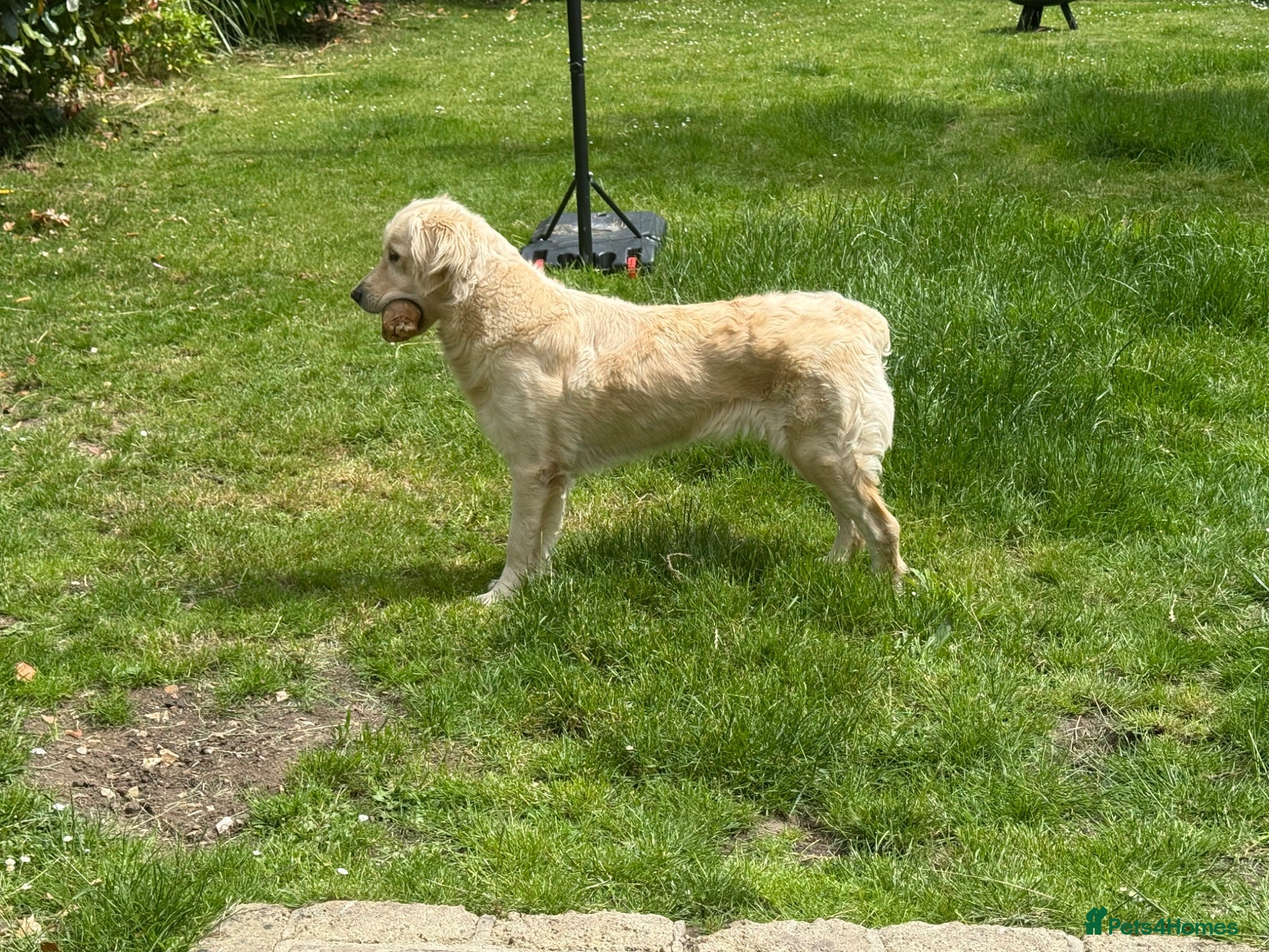 Golden Retriever dogs KC GoldenRetriever Female–1.5yr–Beautiful Pedigree - Advert 4