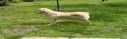 Golden Retriever dogs for sale: KC GoldenRetriever Female–1.5yr–Beautiful Pedigree in Newbury - Advert 1