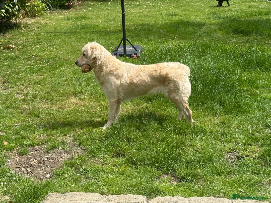Golden Retriever dogs for sale: KC GoldenRetriever Female–1.5yr–Beautiful Pedigree in Newbury - Advert 1
