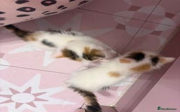 Bengal cats for sale: Bengal mix   in Manchester - Image 21
