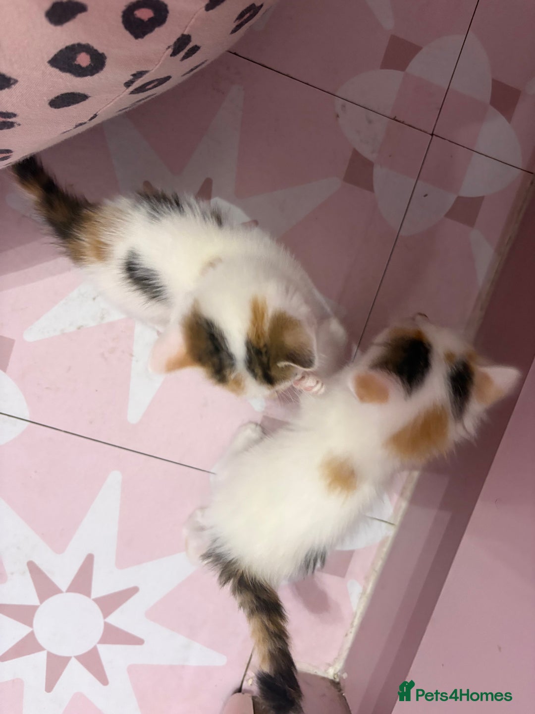 Bengal cats for sale: Bengal mix   in Manchester - Image 21