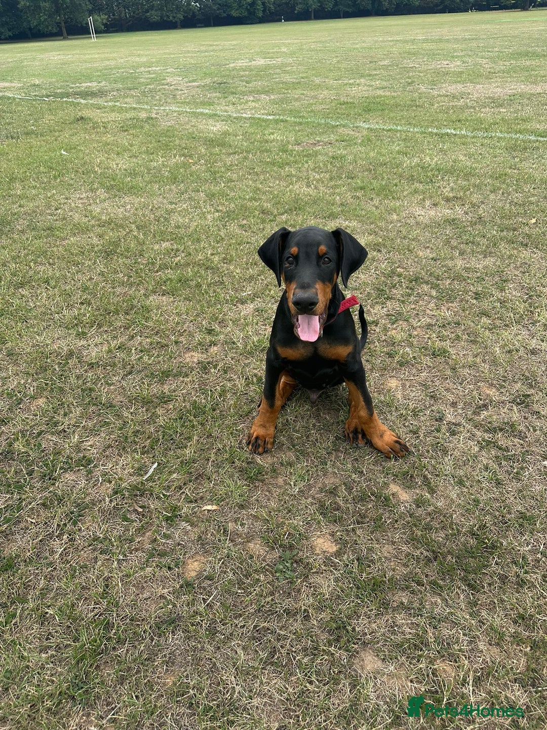 Dobermann dogs for sale: 2 doberman male puppies - Image 7
