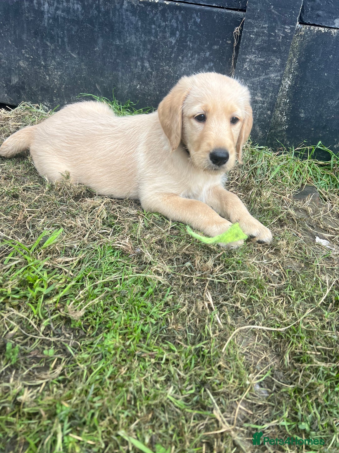 Labradoodle dogs for sale: Labradoodle  - Image 15