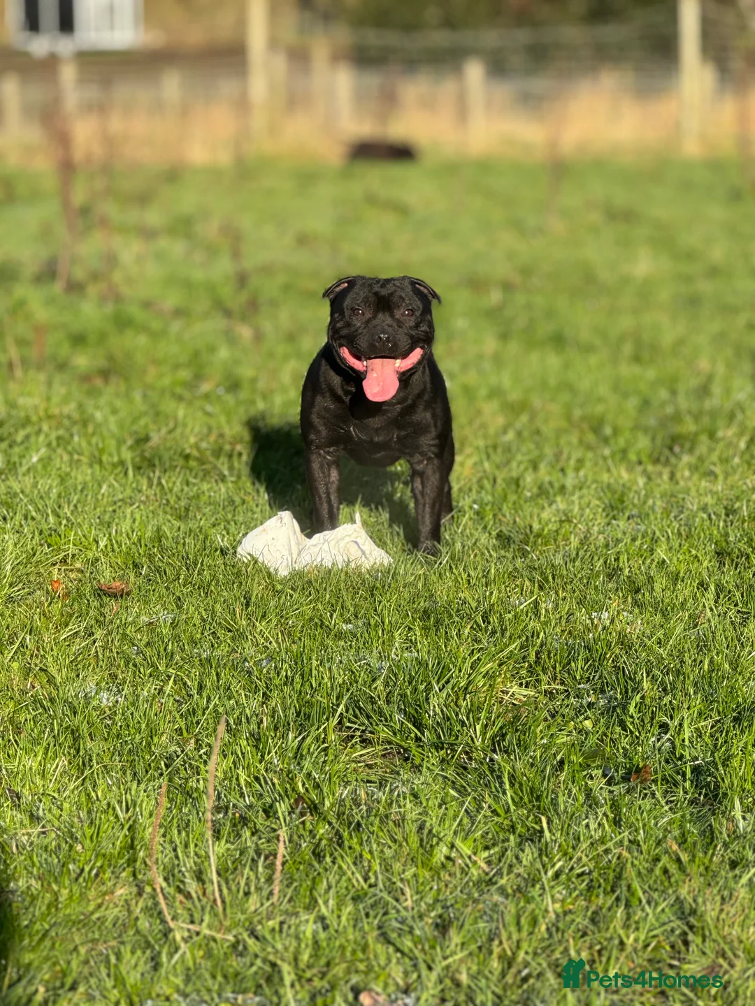 Staffordshire Bull Terrier dogs for stud: Black carrying blue stafford stud PHPV tested in Carlisle - Advert 7