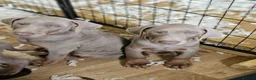 Dobermann dogs for sale: STUNNING KC DOBERMAN PUPPIES Champion Bloodlines - Advert 16