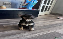 French Bulldog dogs for sale: 🐾 4 Beautiful French Bulldog Puppies 🐾 - Image 14