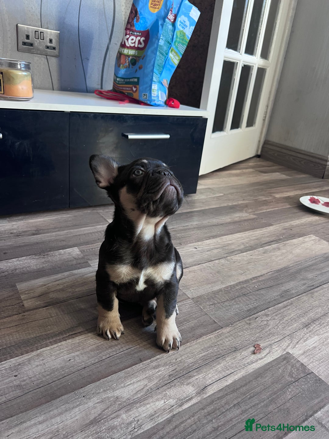 French Bulldog dogs for sale: 🐾 4 Beautiful French Bulldog Puppies 🐾 - Image 14