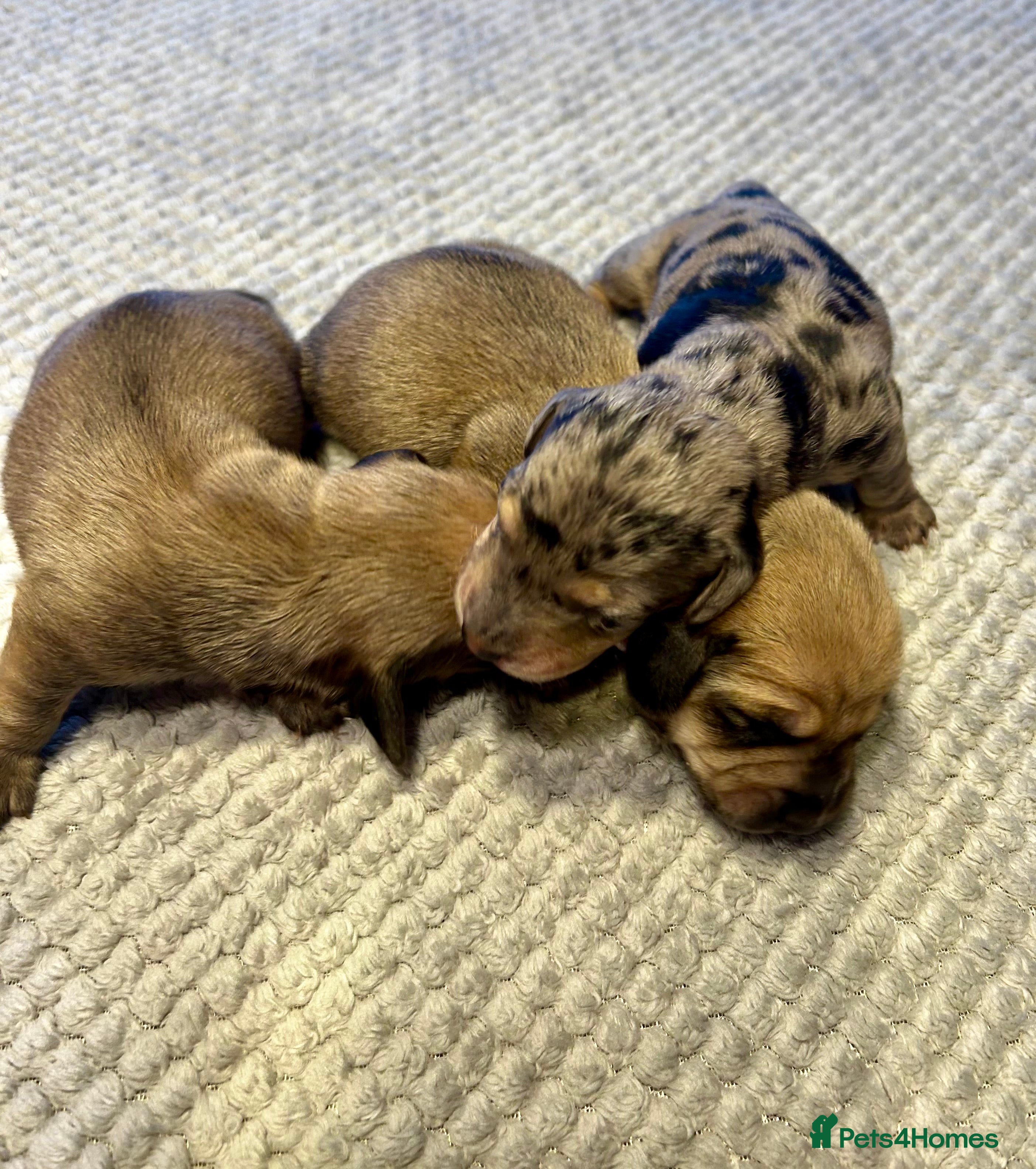 Miniature Dachshund dogs KC registered litter of mini dachshund puppies  - Advert 2