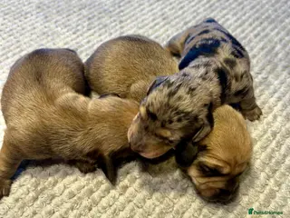 Miniature Dachshund dogs KC registered litter of mini dachshund puppies - Advert 2