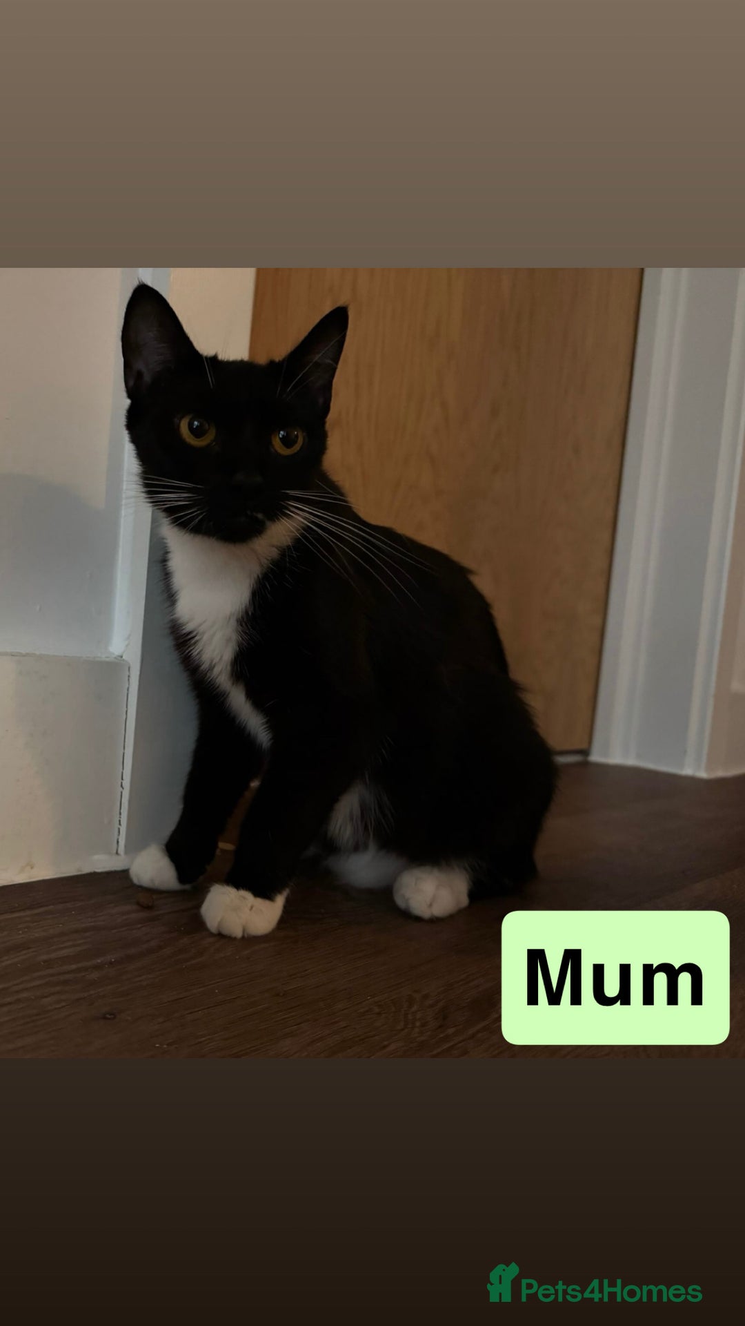 Domestic Shorthair cats for sale: 3 beautiful female Tuxedo Kittens  - Image 10