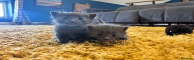 Mixed Breed Kitten 3