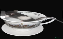 Mouse rodents for sale: Fancy mice 3 boys available  - Image 4