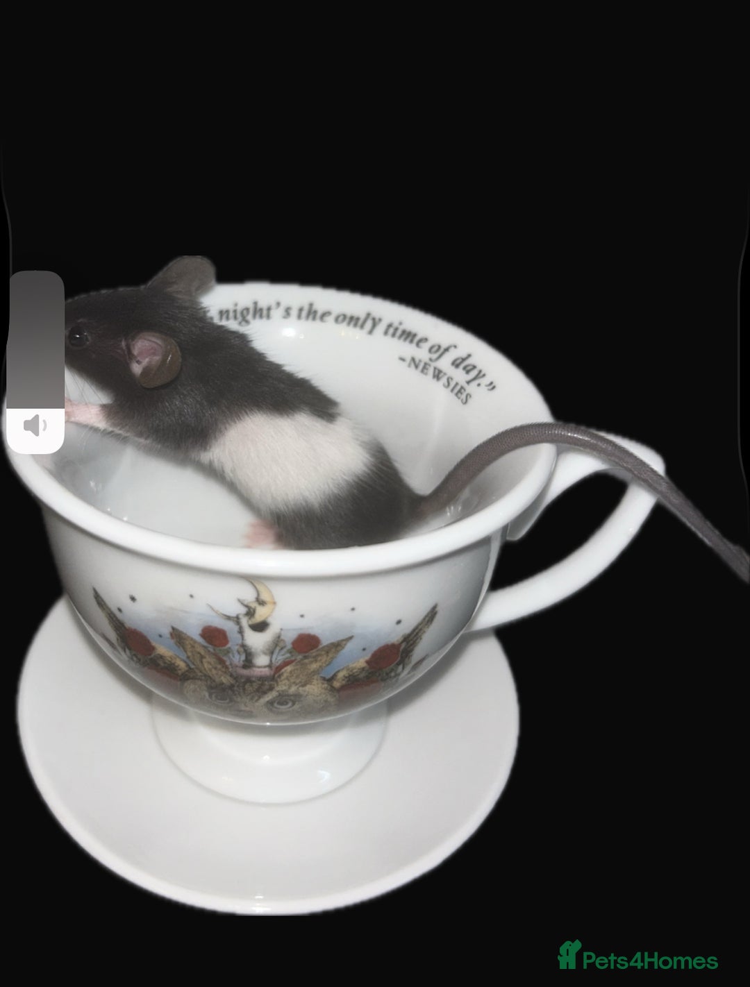 Mouse rodents for sale: Fancy mice 3 boys available  - Image 4