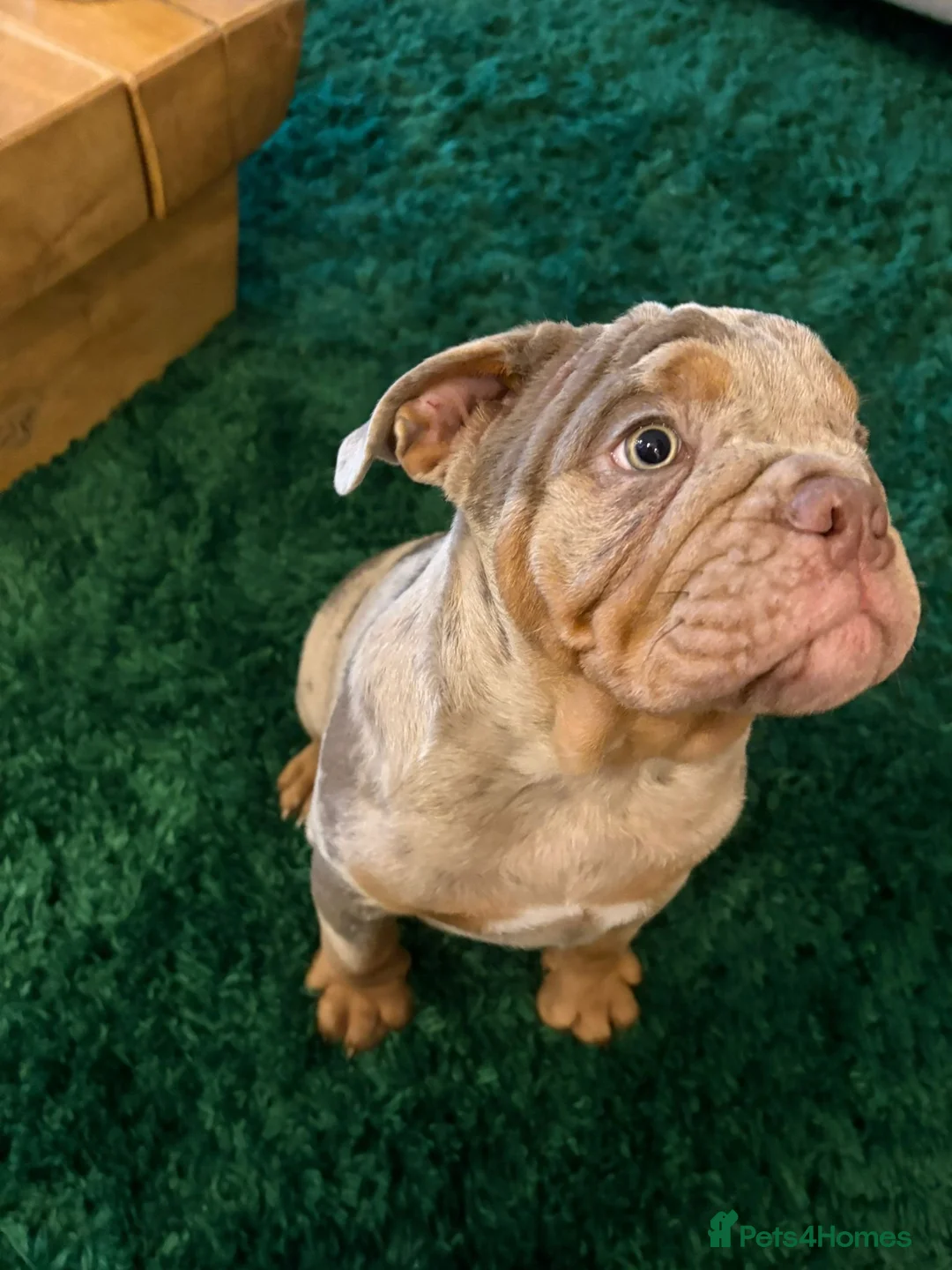 English Bulldog dogs for sale: Bulldog Puppies Champion bloodlines - Advert 35