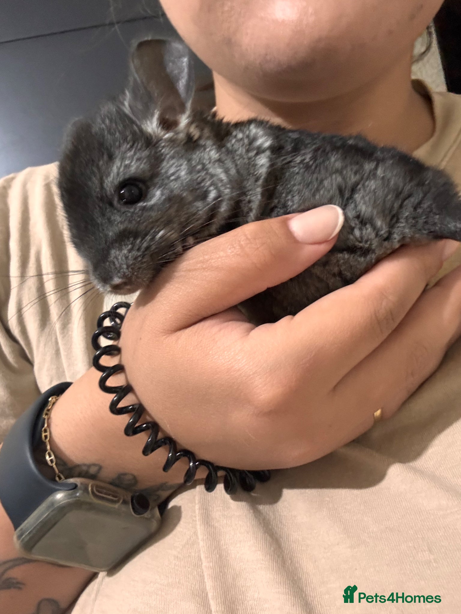 Chinchilla rodents Male baby chinchilla for sale  - Advert 3