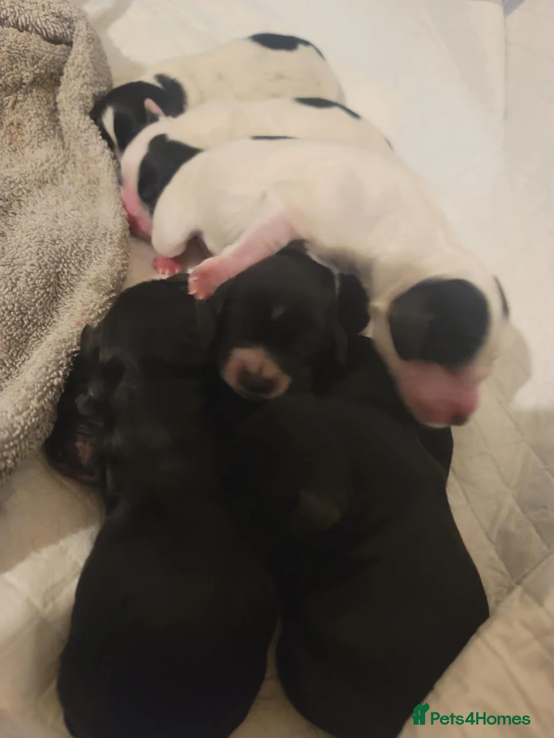 Cockapoo dogs for sale: The Magnificent fully-vaccinated Seven  in Romford - Advert 31