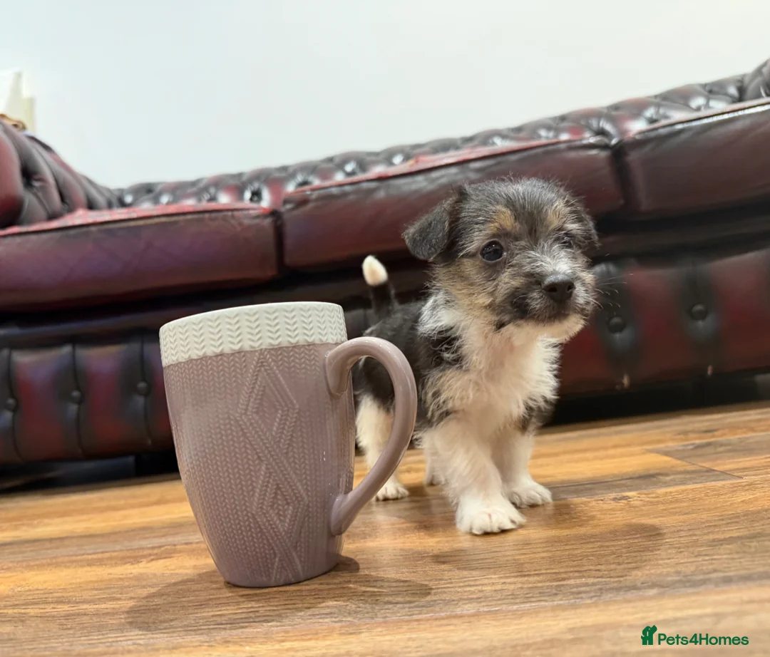 Yorkshire Terrier dogs for sale: Stunning boy Yorkshire terrier puppy  - Advert 1