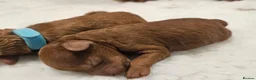 Toy Poodle dogs for sale: Stunning red toy poodle puppies - Advert 11