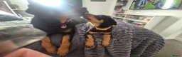 Rottweiler dogs for sale: 10 Week Old Rottweiler Girl - Advert 2
