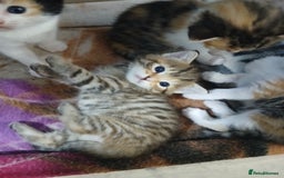 Mixed Breed cats for sale: 6 beautiful kittens - Image 14
