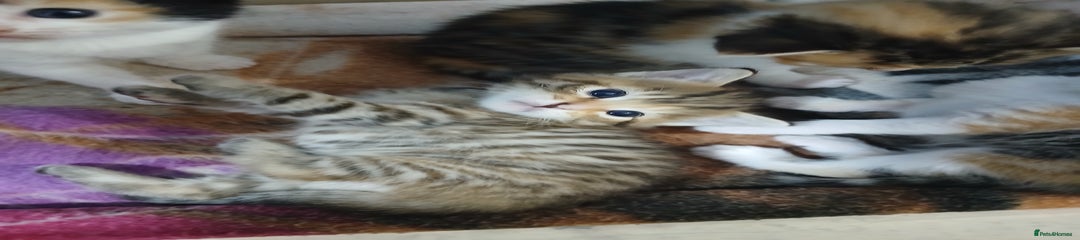 Mixed Breed Kitten 5