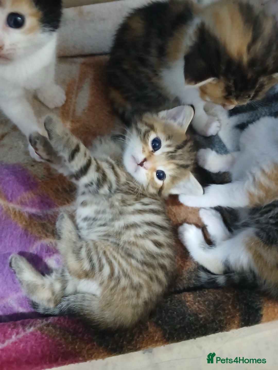 Mixed Breed cats for sale: 6 beautiful kittens - Image 14