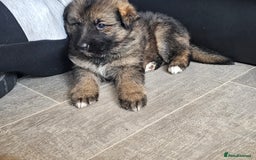 German Shepherd dogs for sale: German shepherd puppies - Image 6