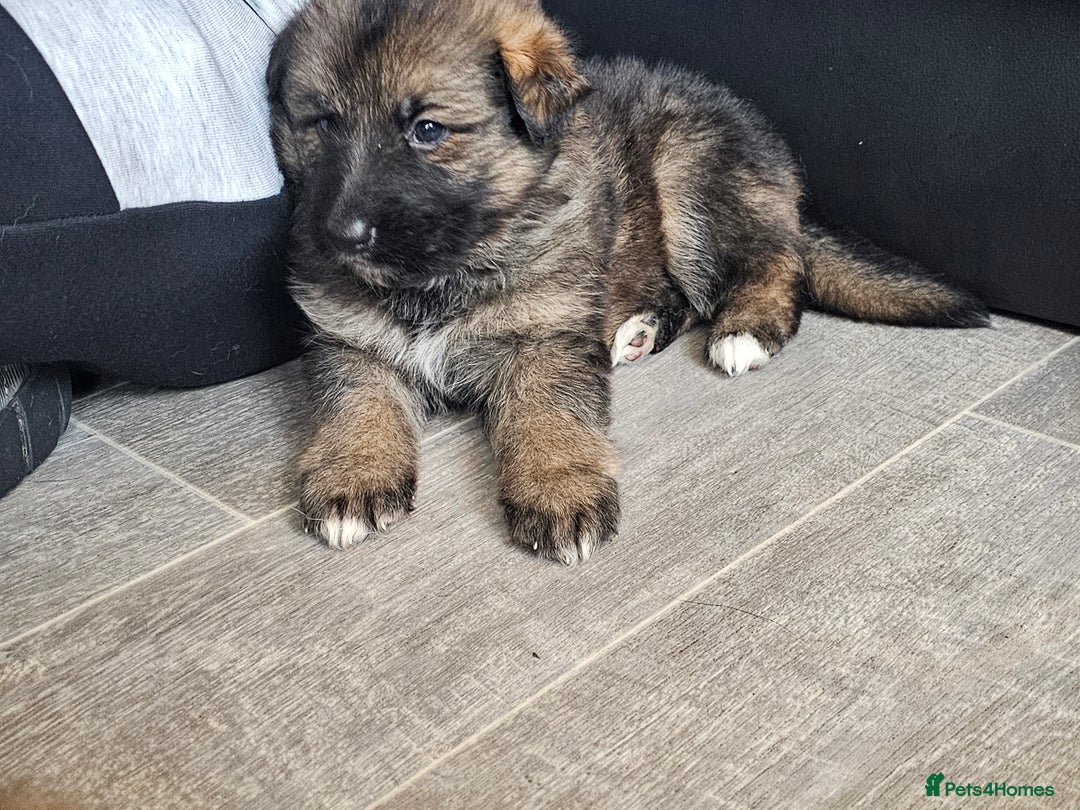 German Shepherd dogs for sale: German shepherd puppies - Image 6