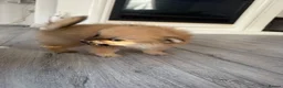 Pomeranian dogs for sale: 🐶 Stunning Pomeranian Puppies 2 Boys an 1 Girl 🐶 in Harlow - Advert 35