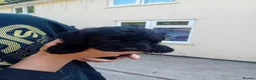 Mixed Breed dogs for sale: Borderpoo puppies in Woodbridge - Advert 21