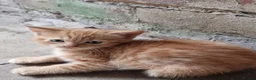 Mixed Breed cats for sale: Beautifull kittens  - Advert 8