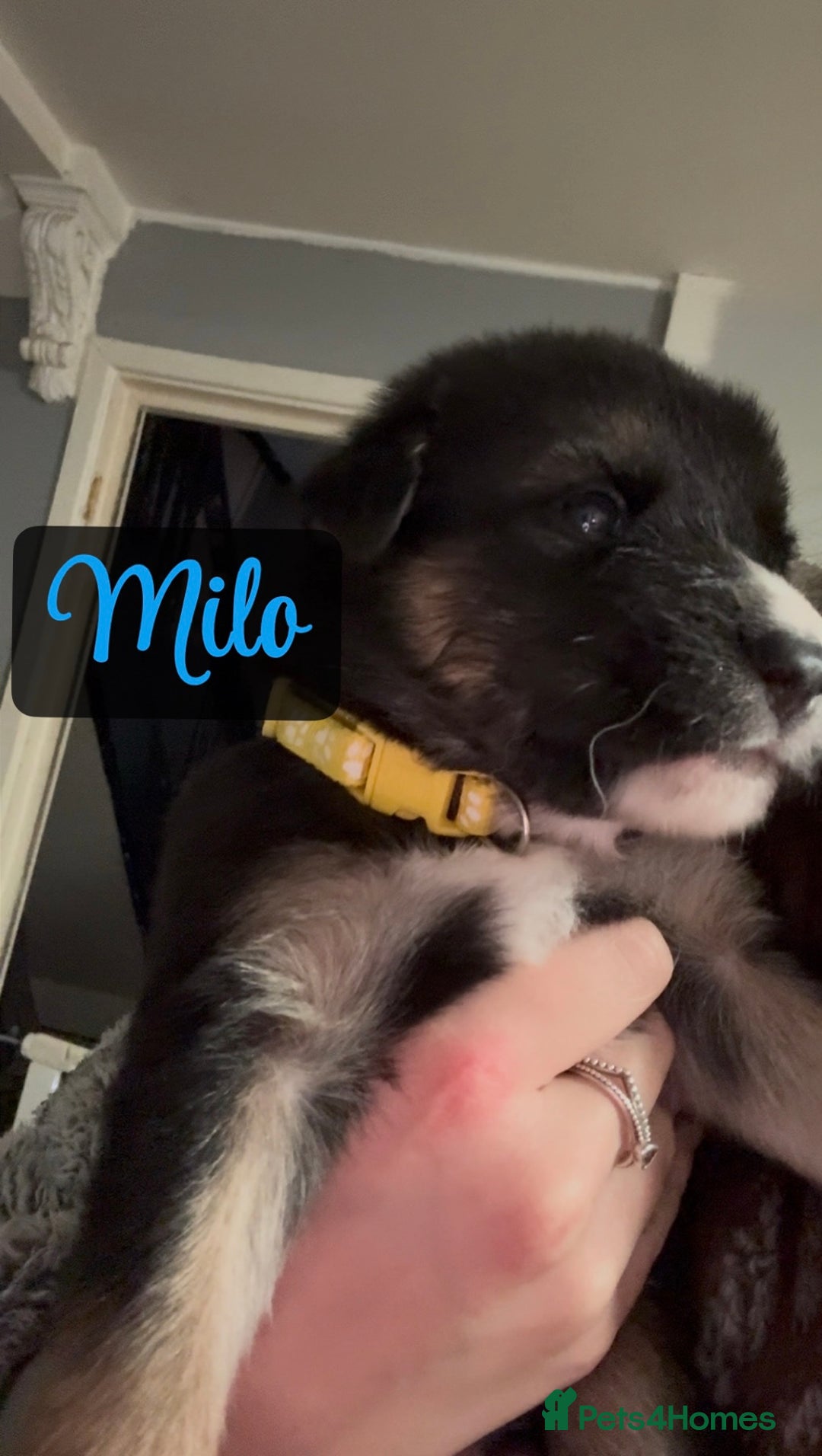 Shepsky dogs for sale: 9 beautiful Shepsky puppies in Doncaster - Advert 40