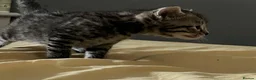 European cats for sale: 4 cute kittens in Bracknell - Advert 12