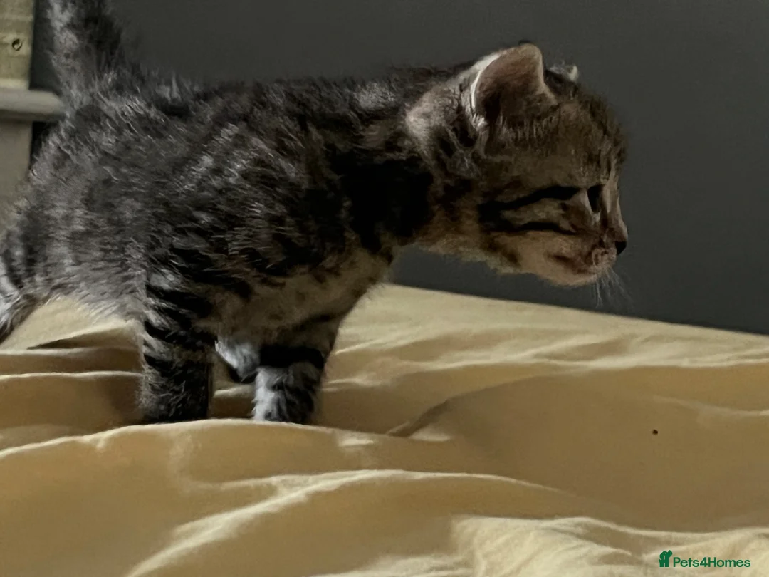 European cats for sale: 4 cute kittens in Bracknell - Advert 12