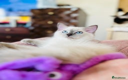 Ragdoll cats for sale: SILKY GCCF PEDIGREE RAGDOLL - Championline  in London - Image 10