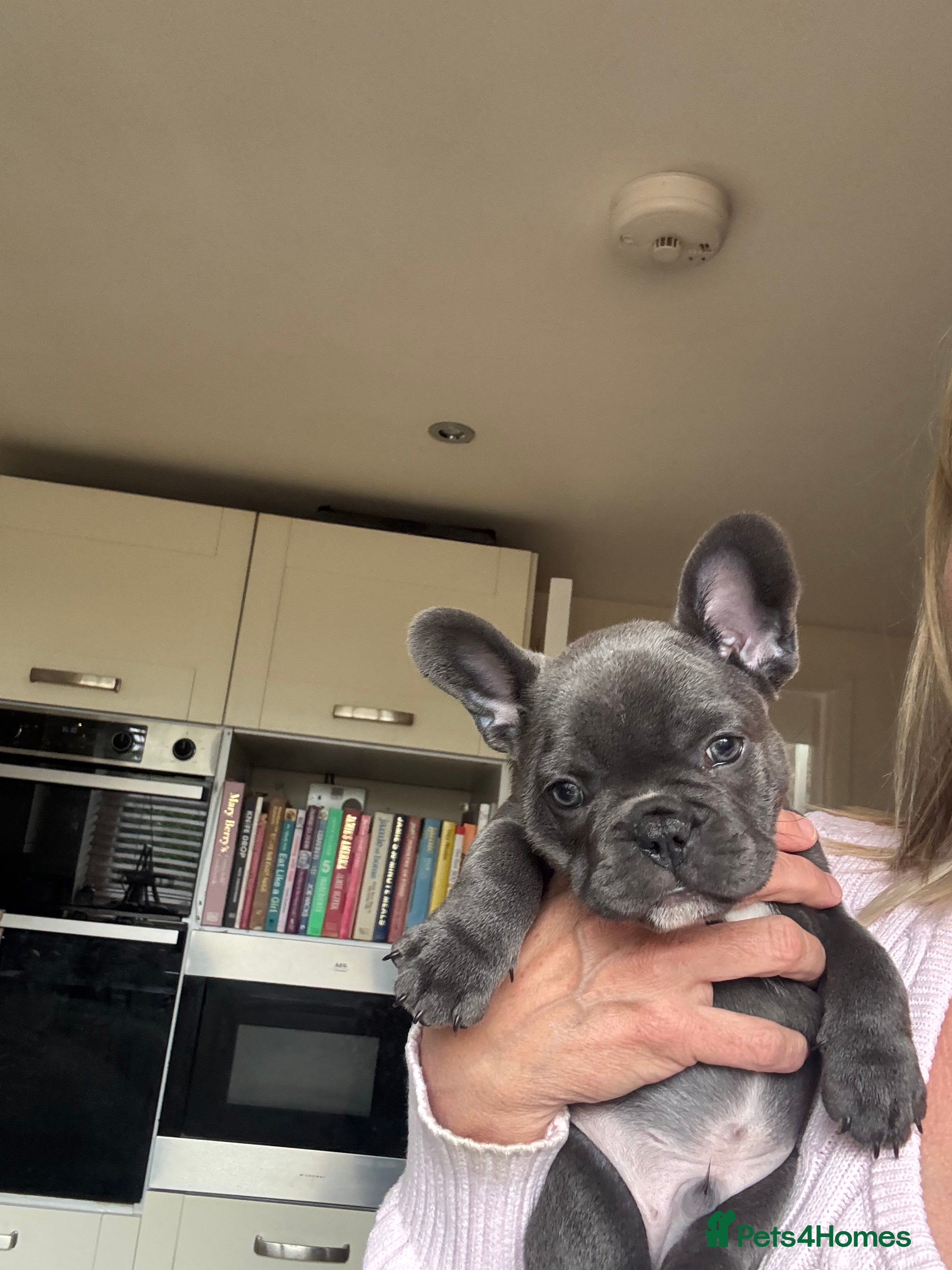 French Bulldog dogs Beautiful Blue/Blue Fawn French bulldog pups - Advert 2
