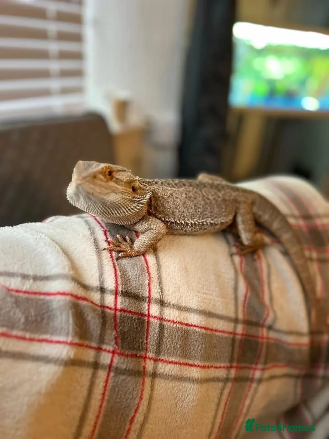 Bearded Dragon reptiles for sale: 2 year old Bearded Dragon for sale in Cannock - Advert 2