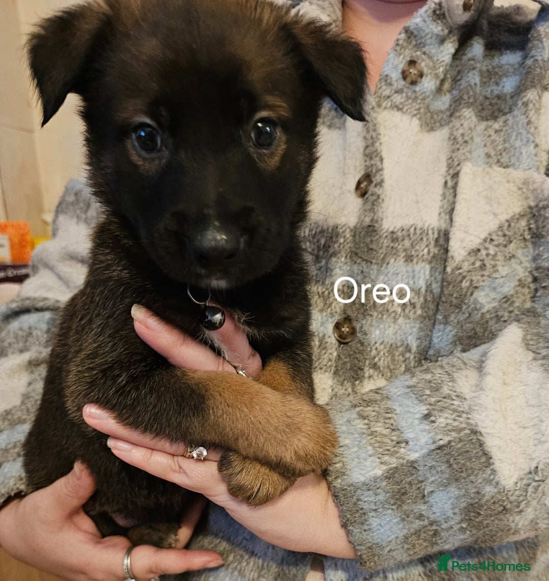 Belgian Shepherd Dog dogs for sale: Belgian malinois puppies  - Image 9