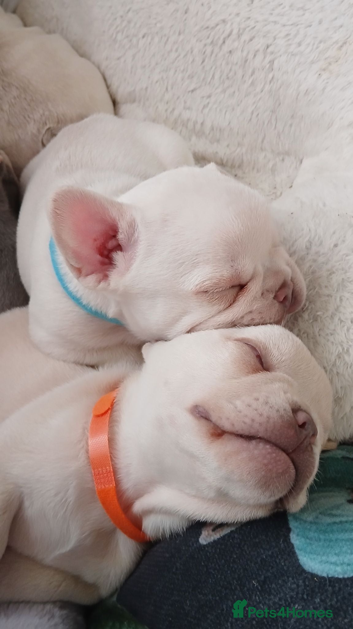 French Bulldog dogs French bulldog puppies for sale - Advert 1