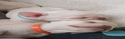 French Bulldog dogs for sale: French bulldog puppies for sale in Bedford - Advert 1