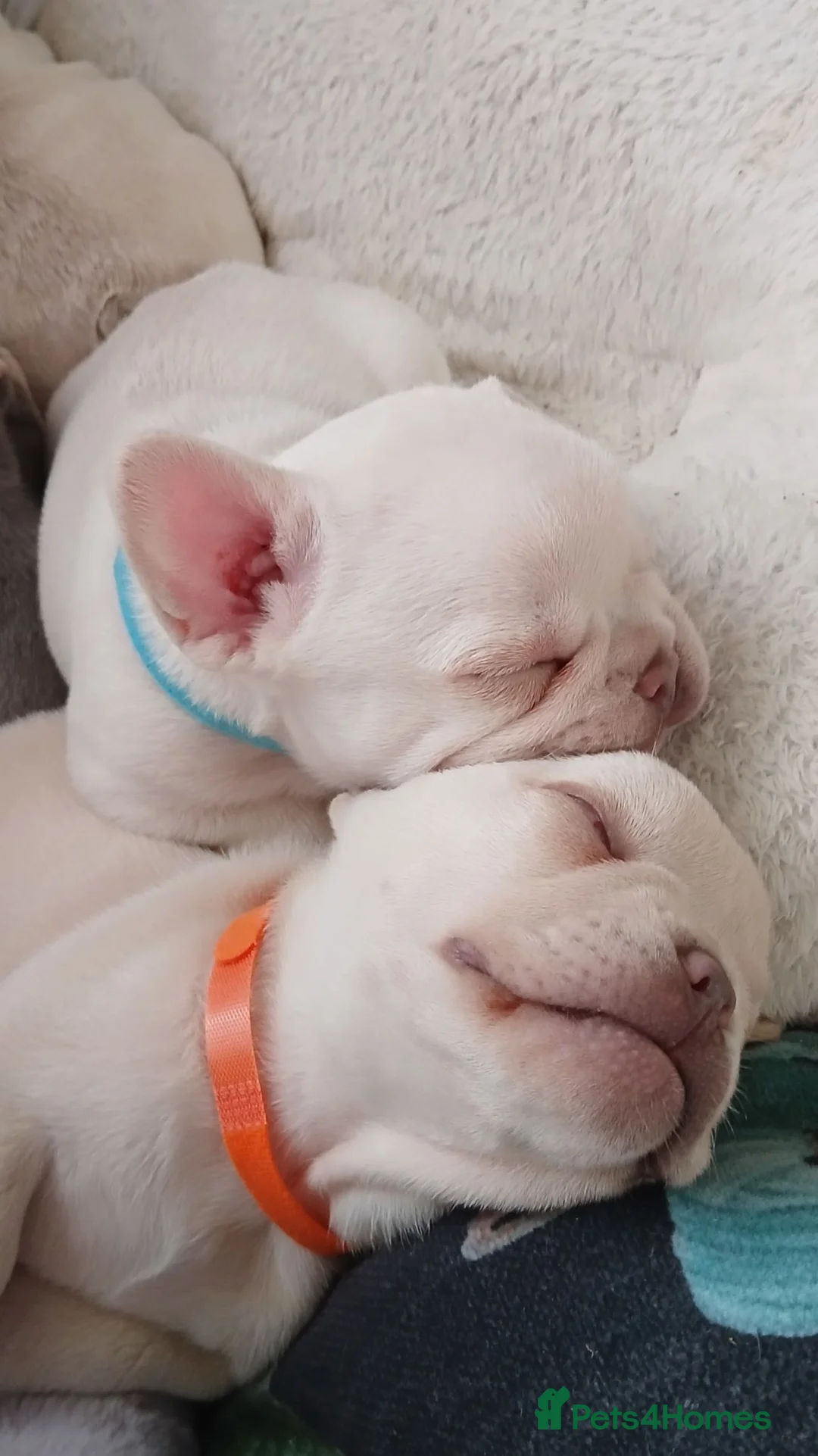 French Bulldog dogs for sale: French bulldog puppies for sale in Bedford - Advert 1