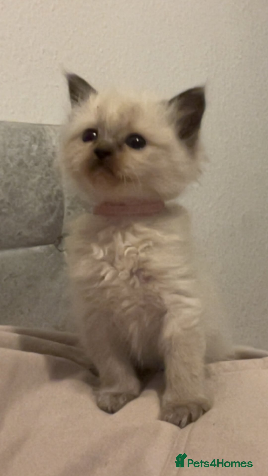 Ragdoll cats for sale: Blue colourpoint female can drop off to Edinburgh  - Advert 5