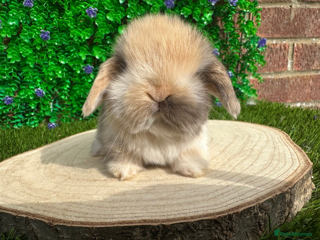 Mini Lop rabbits for sale: Stunning mini lops - Image 37