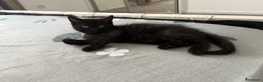 Domestic Shorthair 1