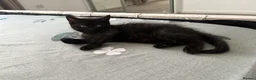 Domestic Shorthair cats for sale: black kitten for sale in Reading - Advert 2