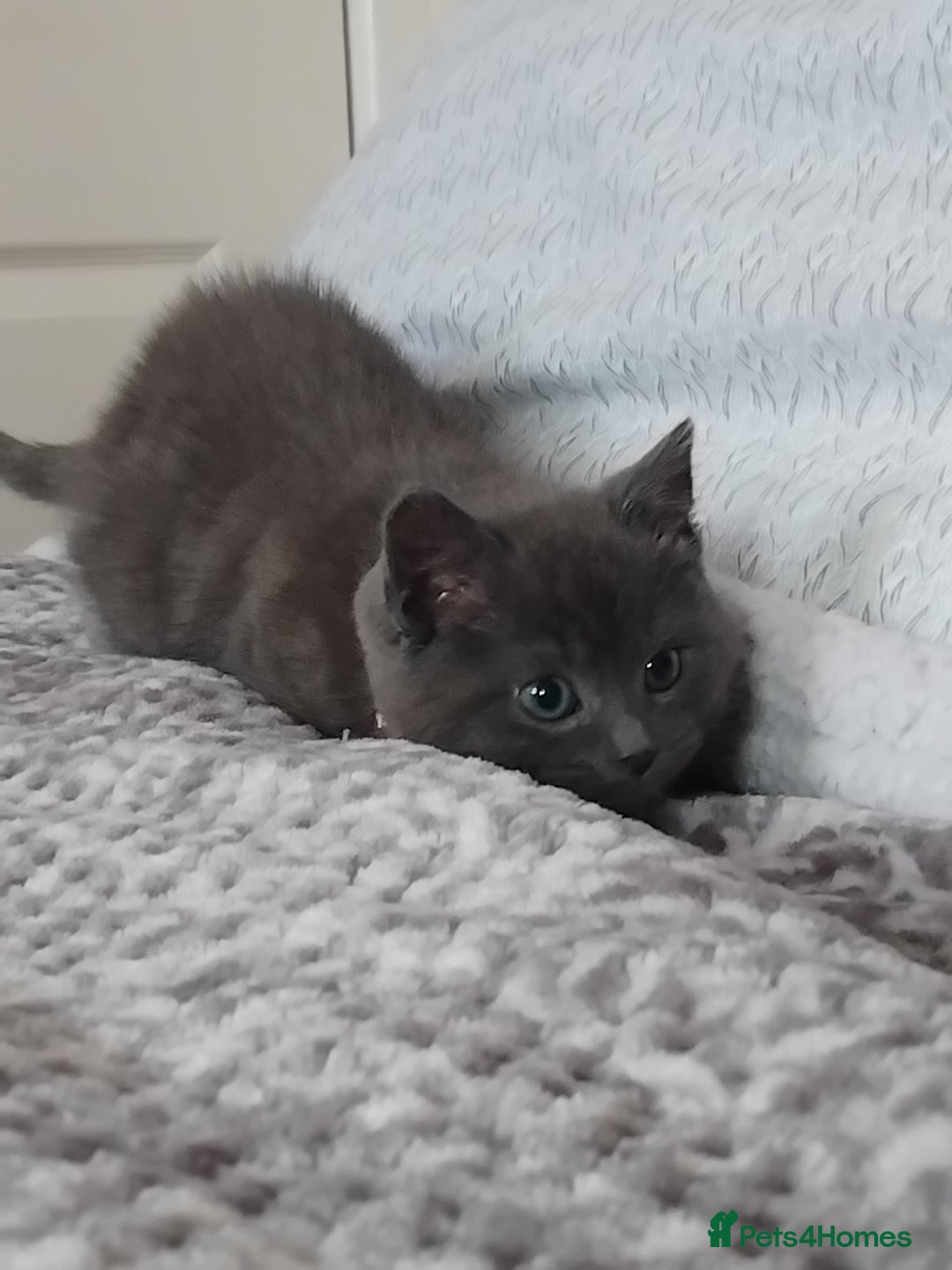 British Shorthair cats for sale: Fluffy male BSH kitten available - Advert 6