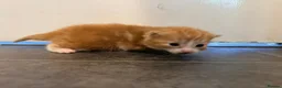 Mixed Breed cats for sale: Mr Thomas venton in Rotherham - Advert 8
