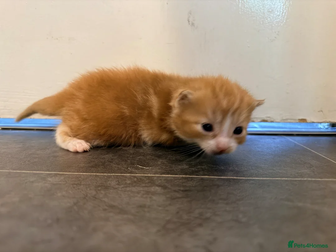 Mixed Breed cats for sale: Mr Thomas venton in Rotherham - Advert 8